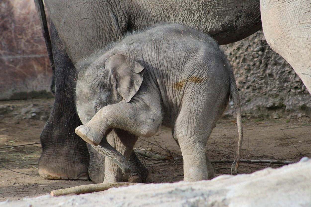 Scham kleiner Elefant
