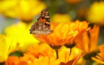 Was ist psychische Gesundheit?
